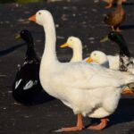 Comment immatriculer votre bateau ?