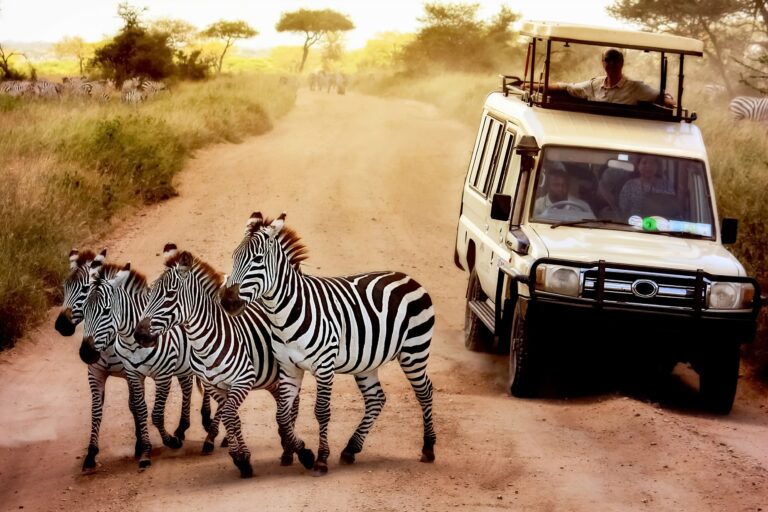 safari en Tanzani